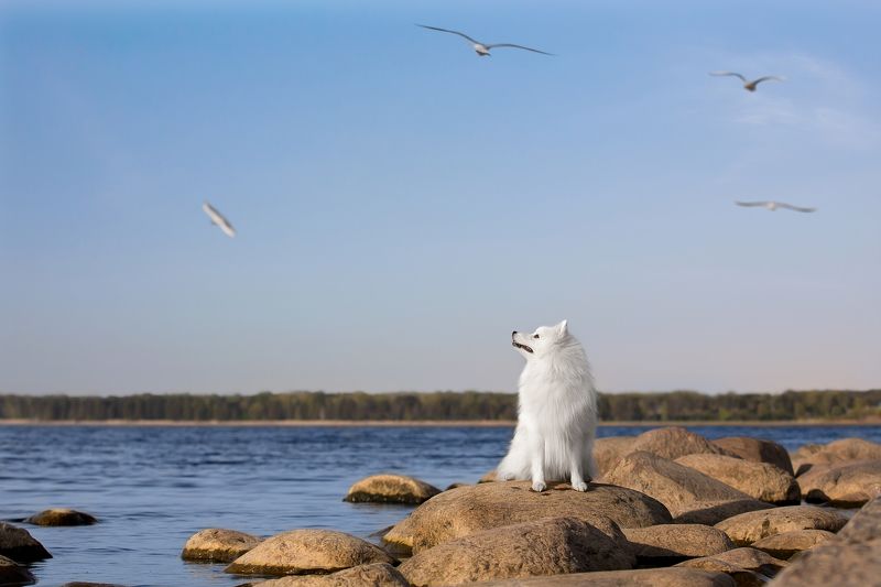 Freedomphoto preview