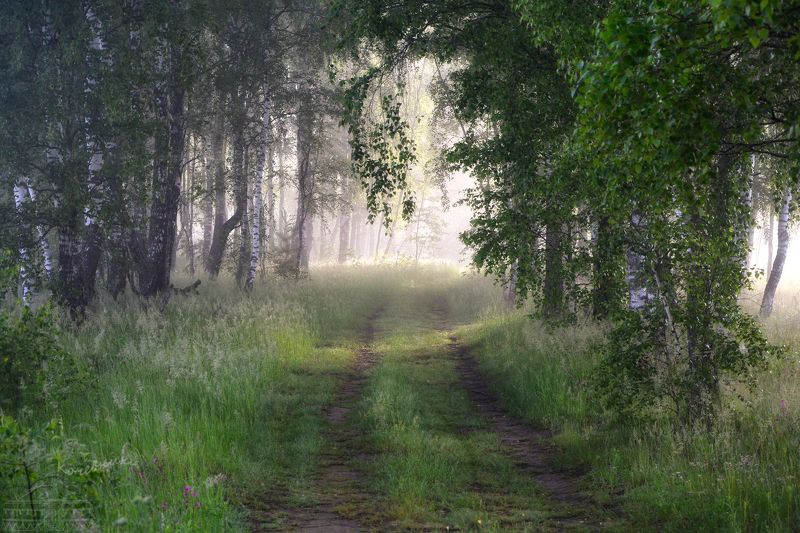 лес, туман, туманное утро, березовая роща, рассвет Летнее утро в рощеphoto preview