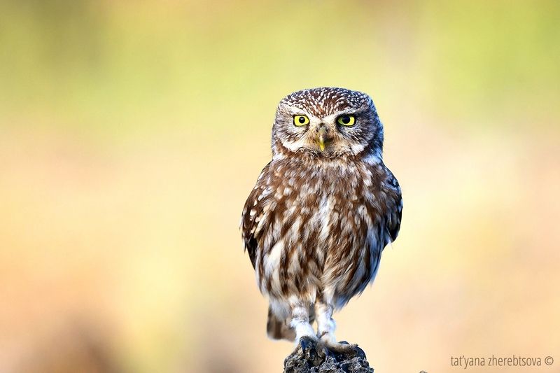 Домовые сычиphoto preview