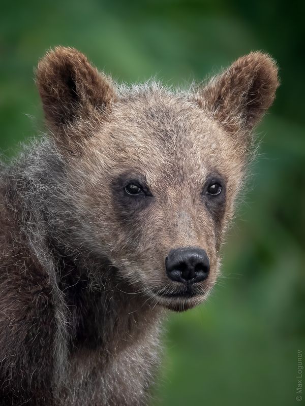 Портрет мишки сеголетки (рождённого в этом году).photo preview