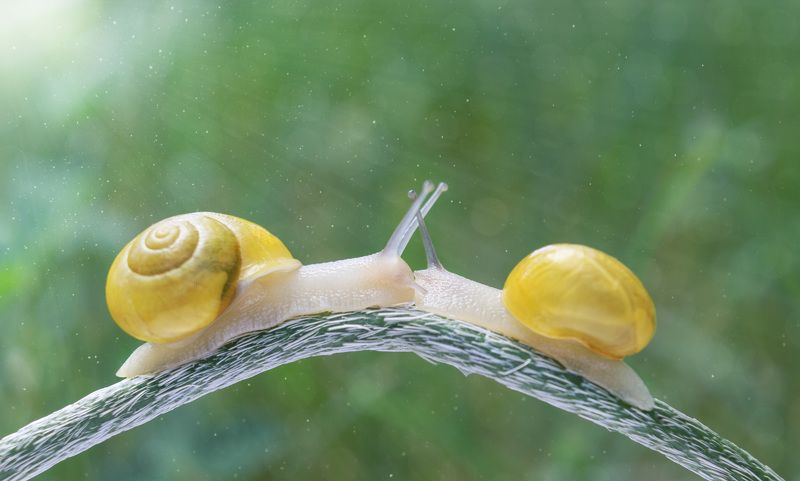 #macro #snail #nature# wallpaper #background #print #banner Ніжностіphoto preview