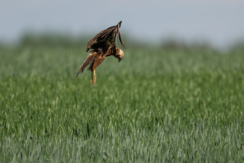 Niedru lijaphoto preview