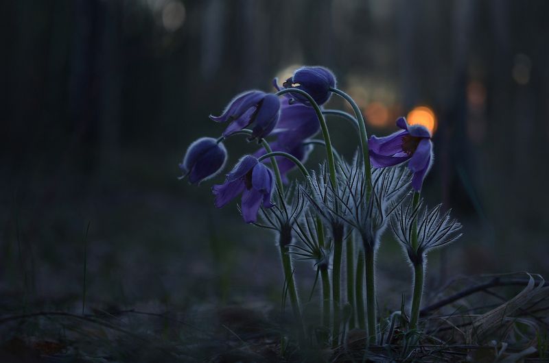 В лесных сумерках фото превью