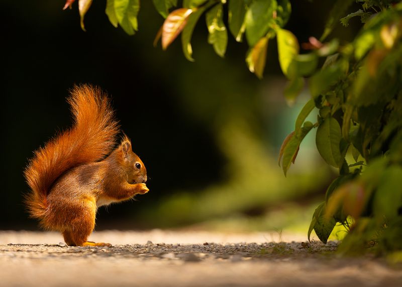 Squirrelphoto preview