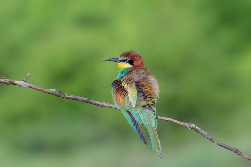 золотистая щурка, птицы, лето, birds, wildlife, bee-eater Взъерошенная яphoto preview