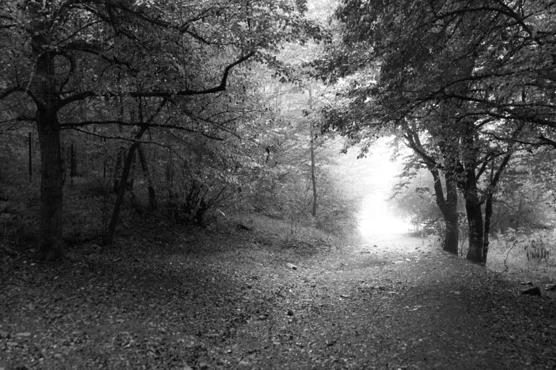 После дождяphoto preview