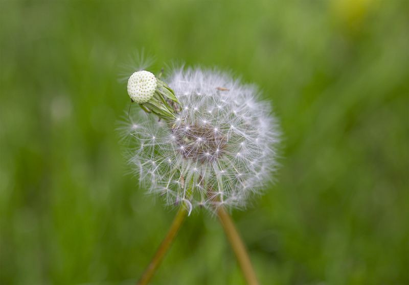 макро, природа, растения, цветы, флора, одуванчик Он и онаphoto preview