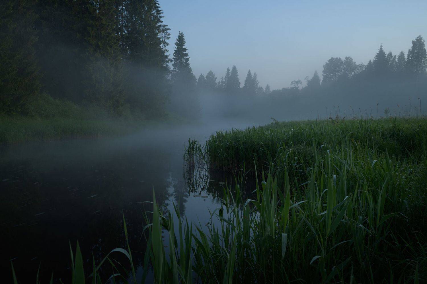 Пора белых ночей. Автор: Роман Фабричный ленинградская область,, Роман Фабричный