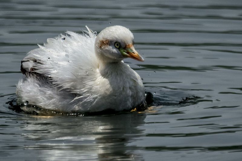 白化小鸊鷉photo preview