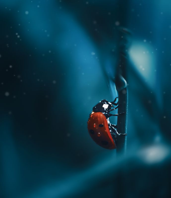 божья коровка, макро, тёмный, природа, насекомое К вершинеphoto preview