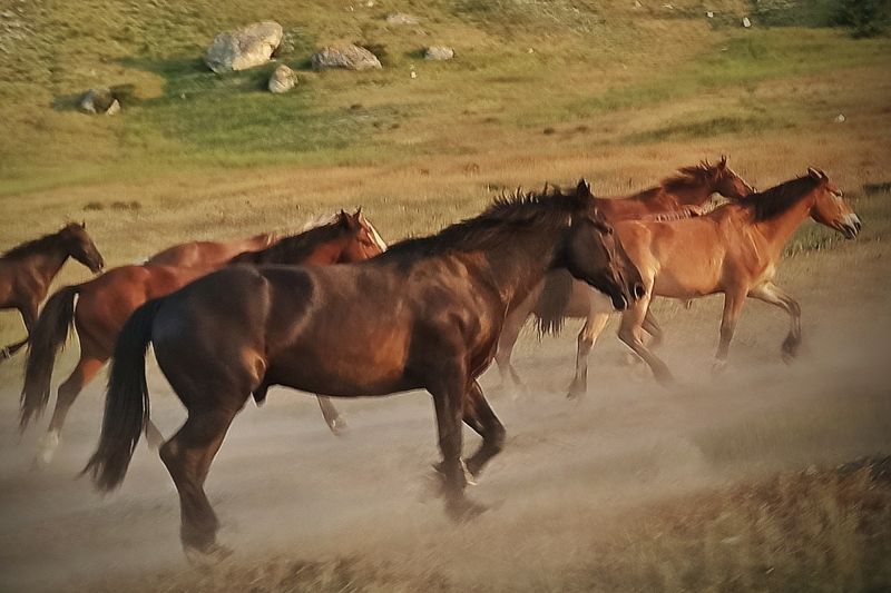 Крым лето животные лошади пейзаж горы Табун у Белой скалыphoto preview