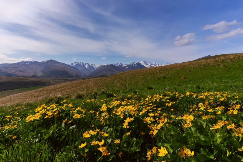 Калужница болотнаяphoto preview
