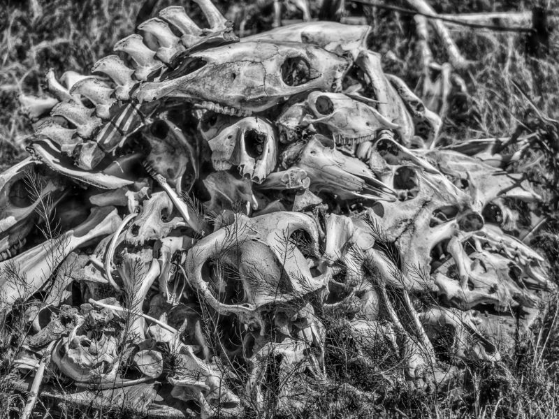 черепа, кости *photo preview