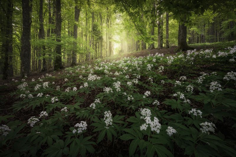 Landscape forest trees flowers spring green magic Alps Italy Ithilien Talesphoto preview