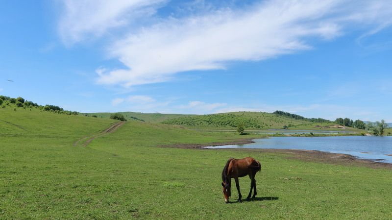 природа,алтай,пейзаж,конь Летоphoto preview