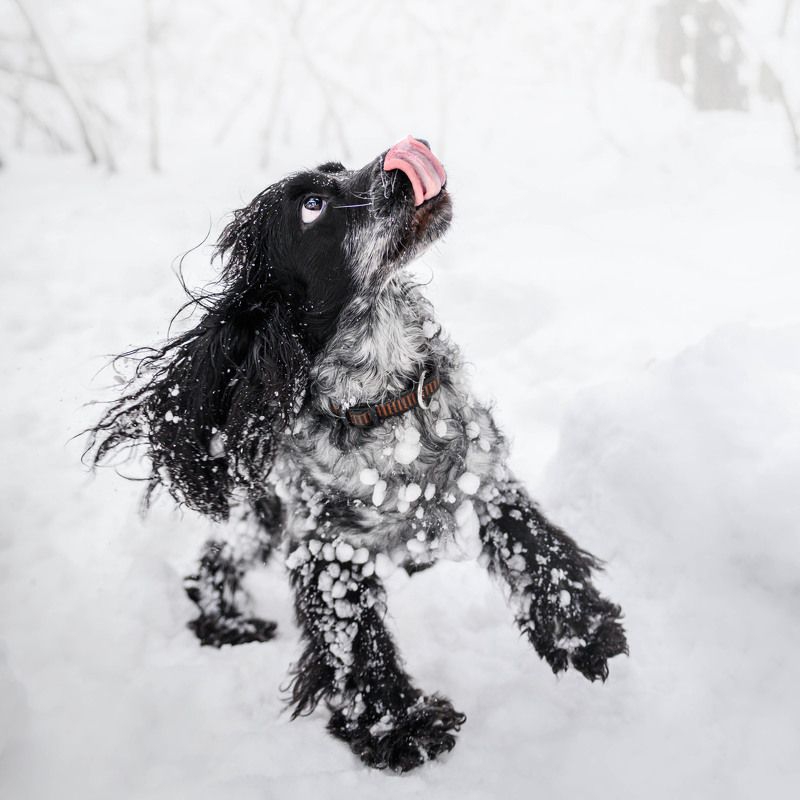 Бунта - снеговичок photo preview