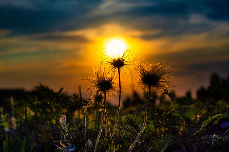 закат,небо,природа,пейзаж,фотограф,цветы,свет .photo preview