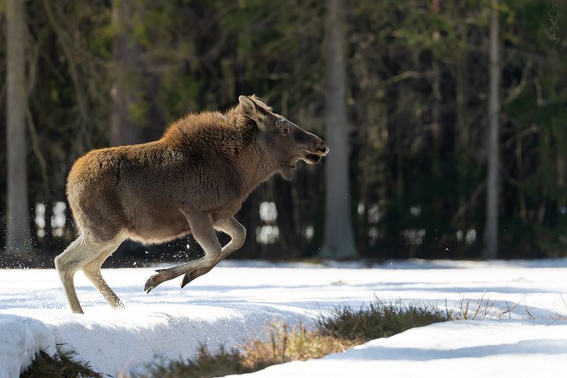 лось, прыжок прыжокphoto preview