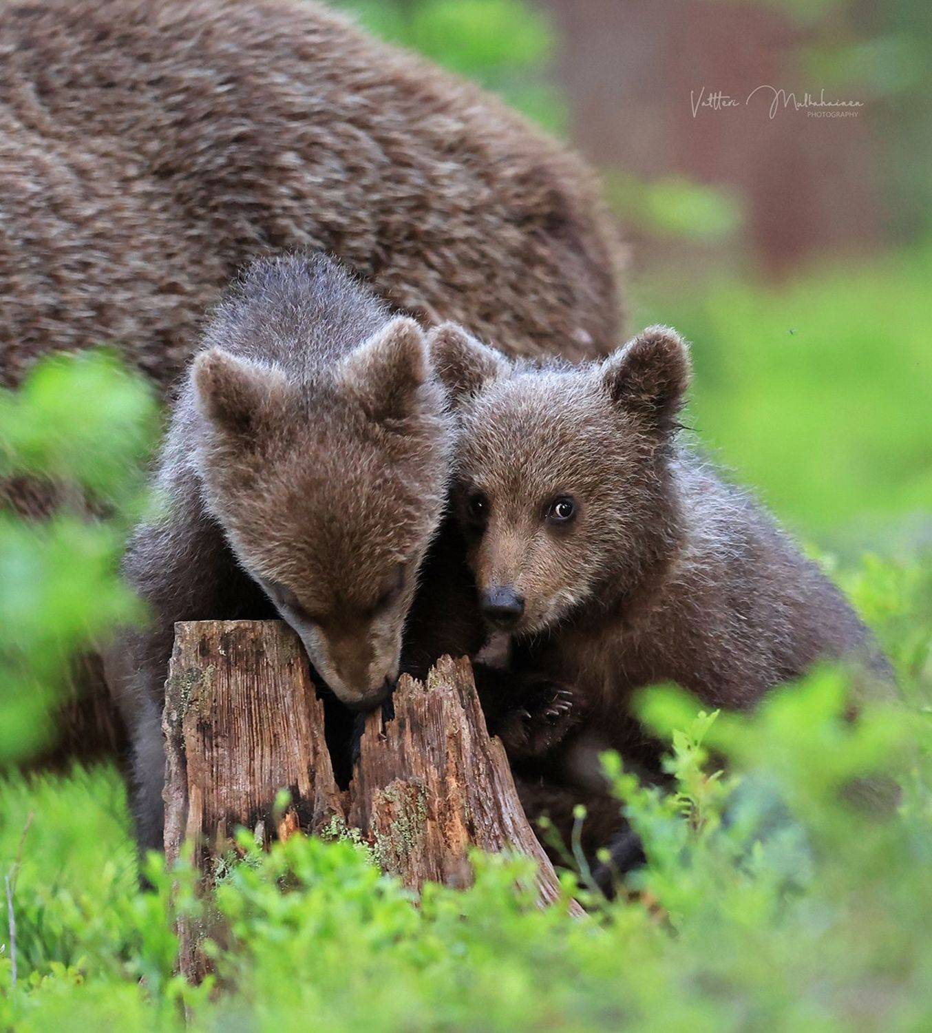 , Mulkahainen Valtteri