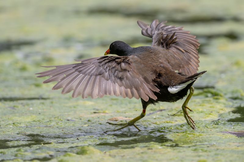 Udensvistinaphoto preview