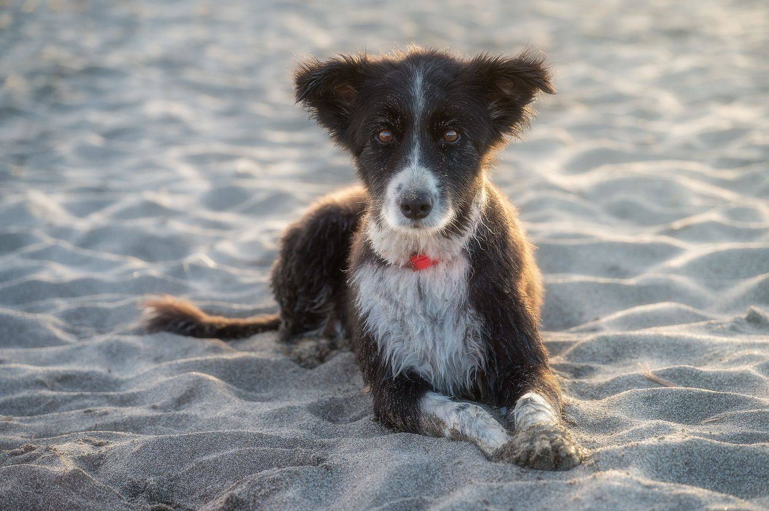 Evita. Автор: Riccardo Caprasecca , Riccardo Caprasecca