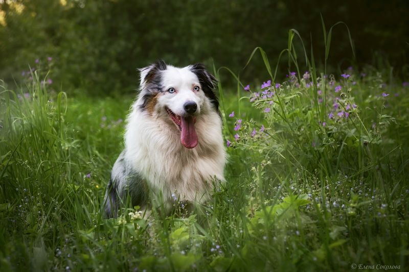 собака, аусси, лето, цветочный луг Красотка Радаphoto preview