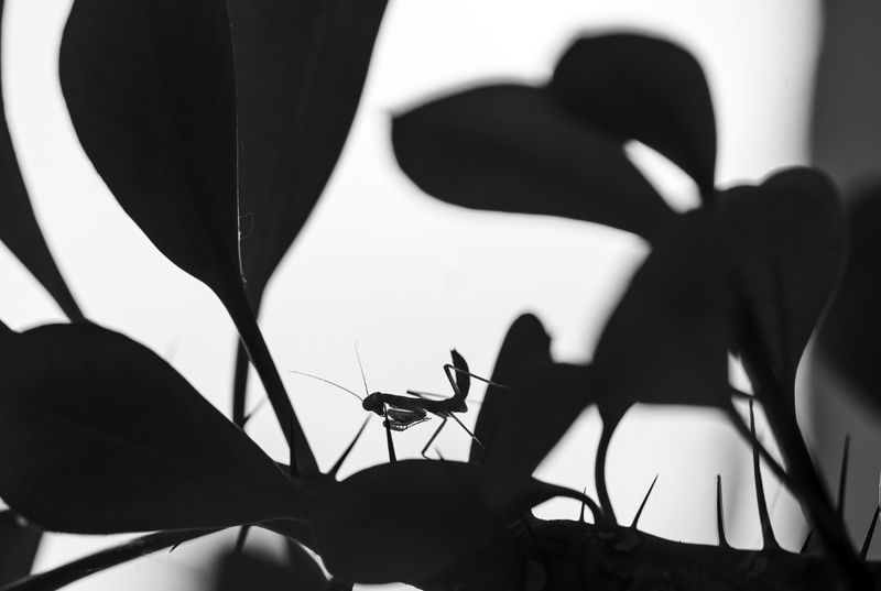 Тени в утренних сумеркахphoto preview