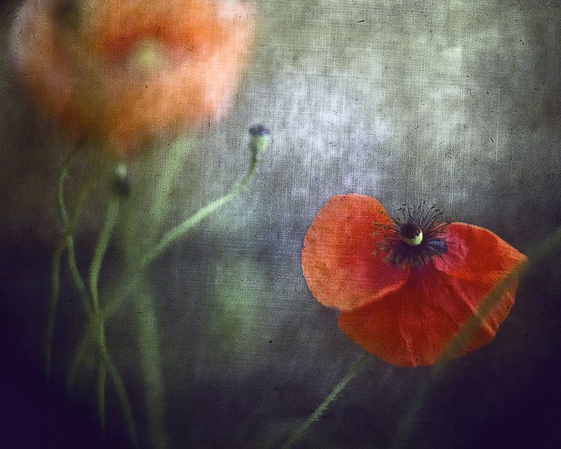 Маковые фантазииphoto preview