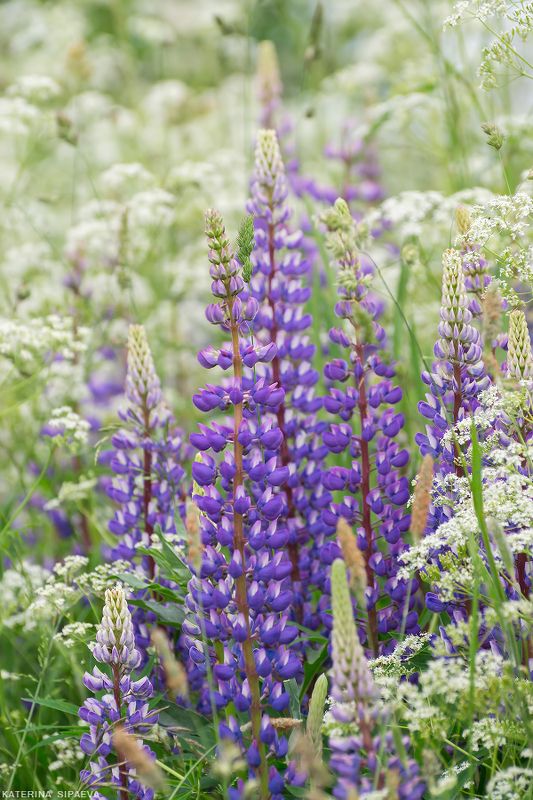 природа, лето, цветы Люпины – урашение бескрайних полейphoto preview