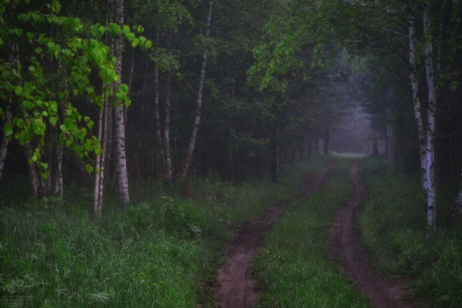 Дорога в туман. Автор: Юлия Абрамова , Юлия Абрамова