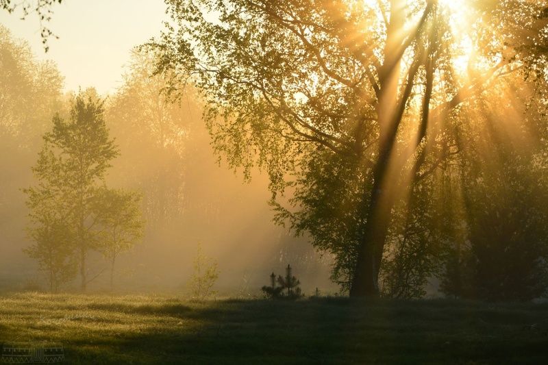 рассвет, туман, свет Преломление весныphoto preview