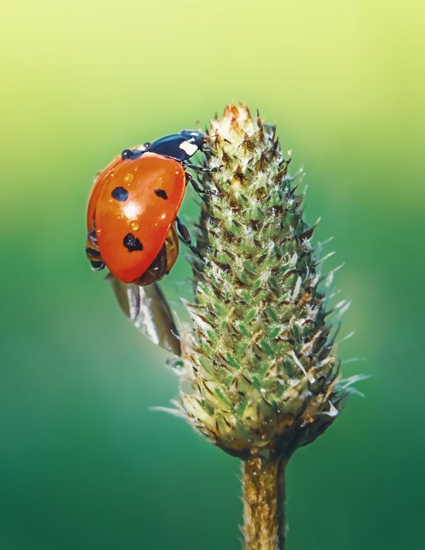 макро мир, макро, божья коровка, природа, лето, весна, насекомое photo preview