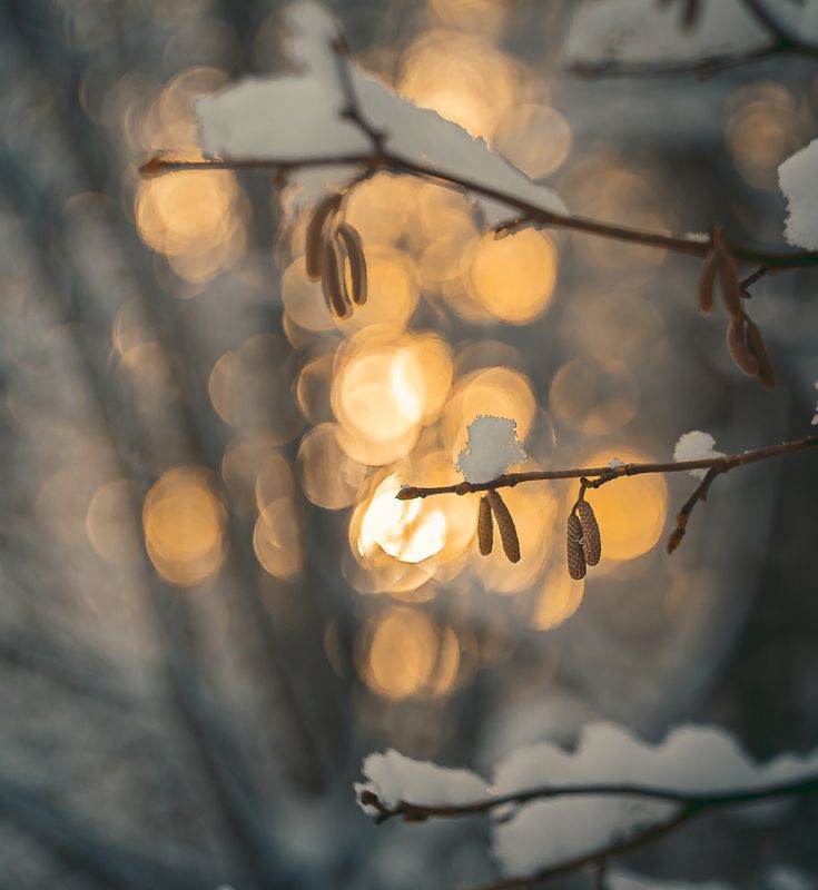 зима, боке, гелиос 44, лес, солнце photo preview