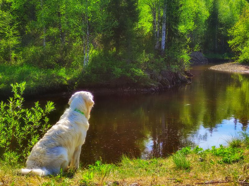 голден ретривер,природа,север Медитация Голденаphoto preview