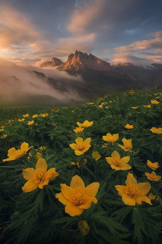 #цветы, #кавказ, #ергаки, #пейзаж, #лето, #горы Цветы и горыphoto preview