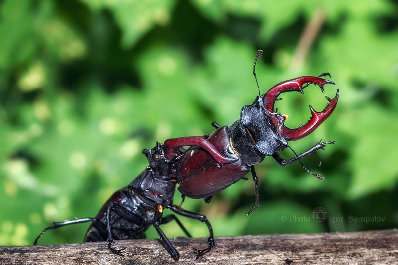 рогач, рога, природа, насекомое, монстр, мандибулы, макро, крупный жук, жук олень, борьба, мма, большой жук, белгород, архиерейская роща, lucanus cervus, live for the story, Битва титановphoto preview