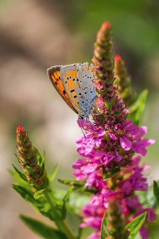 червонец непарный, фотоохота, природа, макро, дербенник иволистный, голубянка, бабочка, lythrum salicaria, lycaena dispar, kwanon photo, canon photo Самочка Червонца непарного и Дербенник иволистныйphoto preview