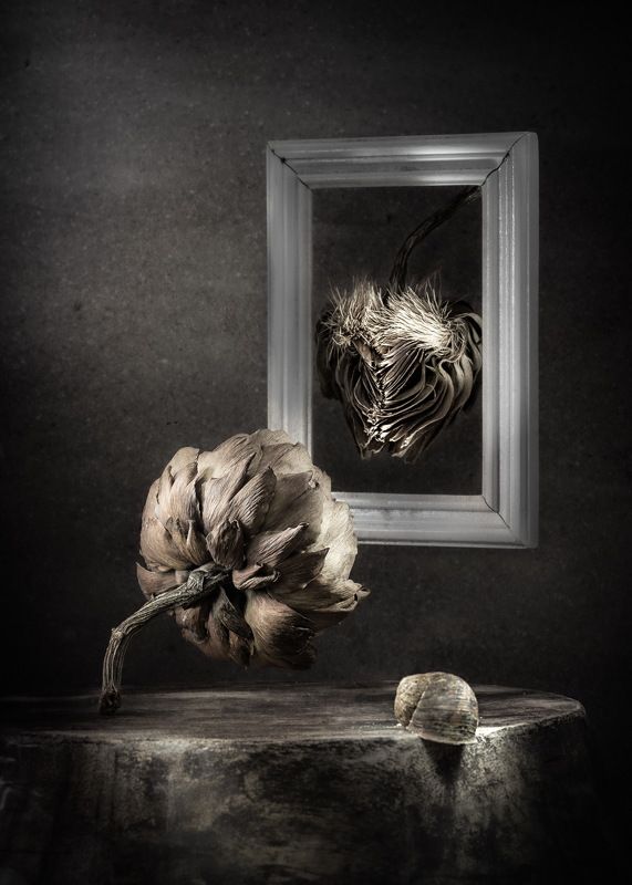 Натюрморт портрет рамка артишок сухие овощи световая кисть  Портрет артишокаphoto preview