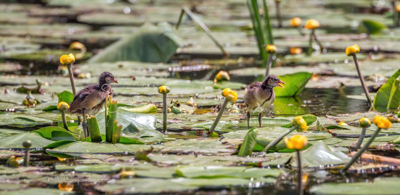 цыплёнок, фотоохота, фото птиц, фото животных, река, птица, панорама, кувшинки, кубышка жёлтая, камышница, жёлтая кувшинка, водоём, везёлка, болотная курочка, nuphar lutea, kwanon photo, gallinula chloropus, canon photo, canon Цыплята болотной курочкиphoto preview