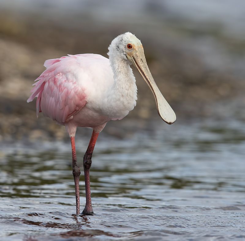 florida, roseate spoonbill, колпица, розовая колпица,  флорида Roseate spoonbill -Розовая колпицаphoto preview