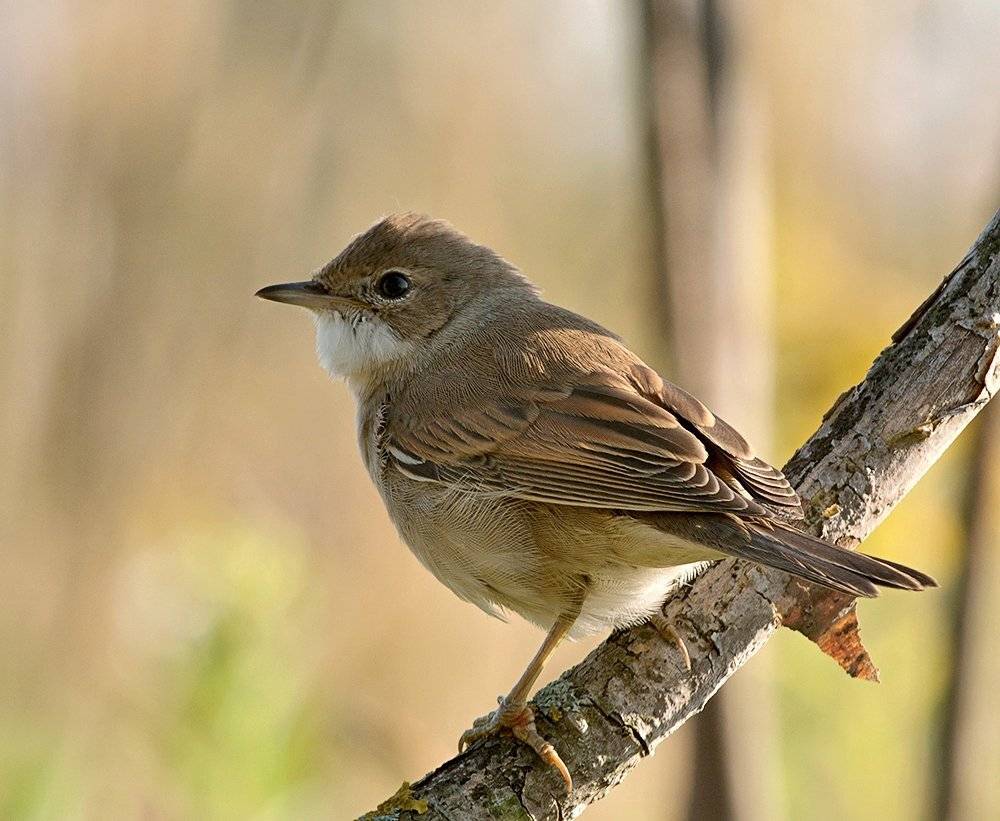 ***. Автор: Alexey Gnilenkov , Alexey Gnilenkov