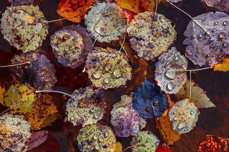 Осенняя распродажа драгоценностейphoto preview