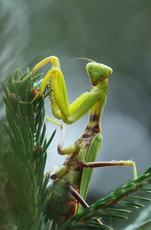 Богомолphoto preview