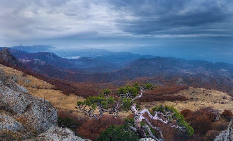 Бансайphoto preview