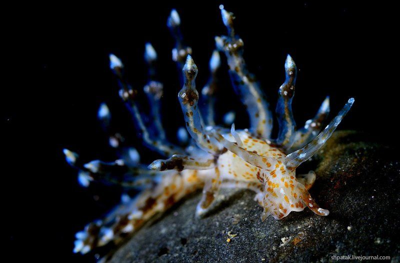 Бухта Рудная. Встреченный впервые.photo preview