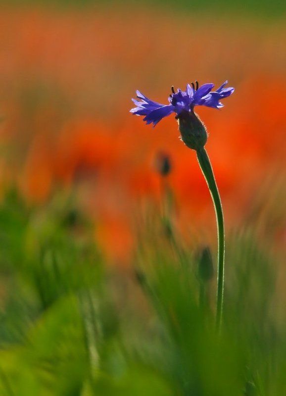 Жарким летом расцвел василекphoto preview