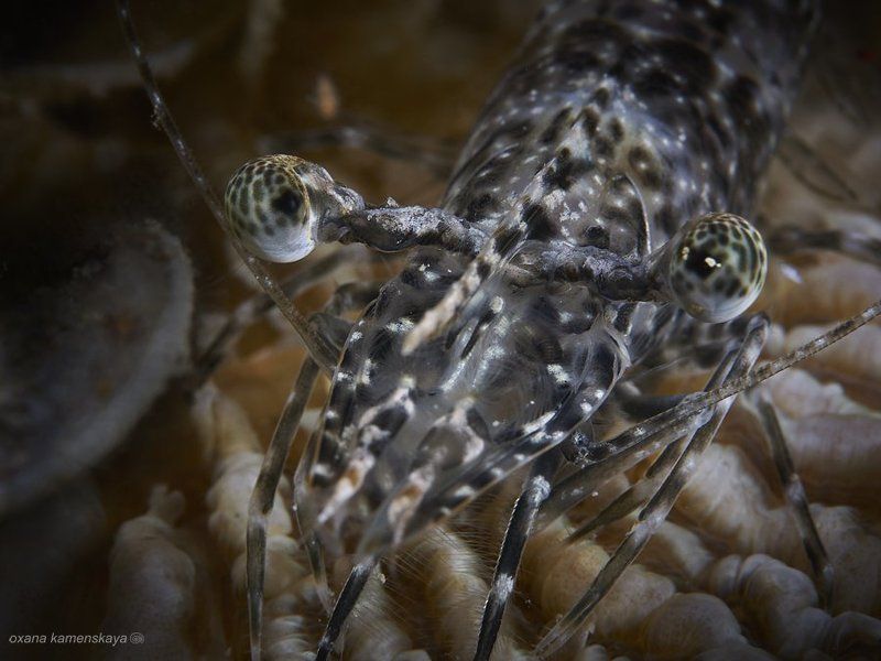 Тигровый глазphoto preview