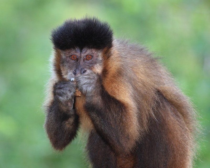 Не отдам!..photo preview