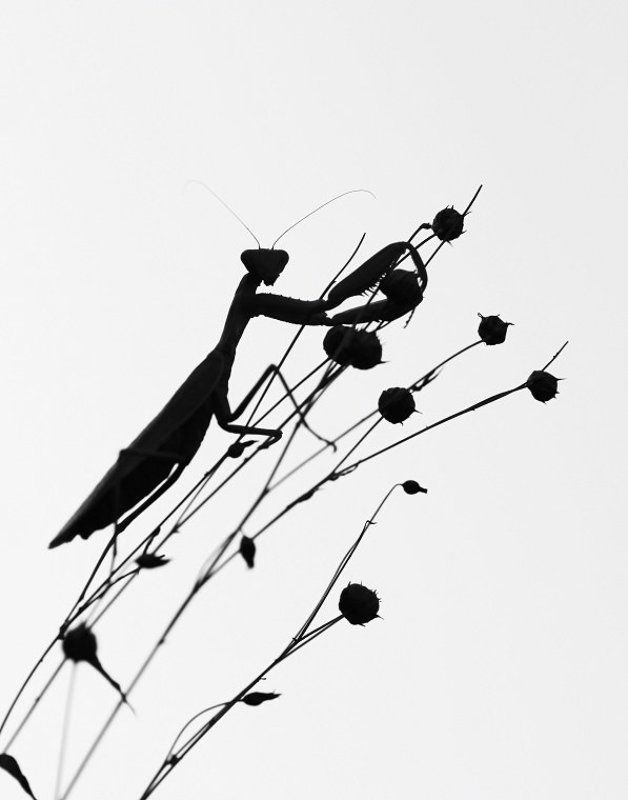 На сухостоеphoto preview