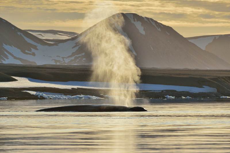 голубой китphoto preview